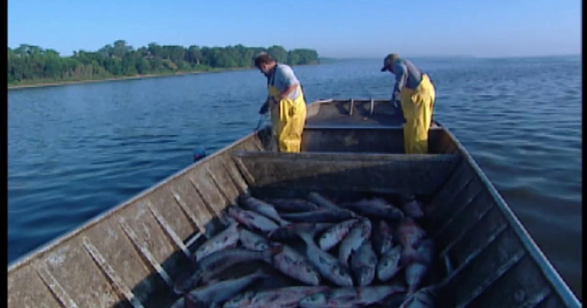 Chicago Tonight | Asian Carp Control | Season 2014 | PBS