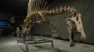 Scientists Speak about Spinosaurus