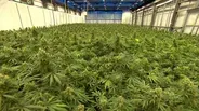 Ironing Out Medical Marijuana Details