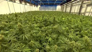 Ironing Out Medical Marijuana Details