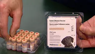 Surprising "Dog Flu" Finds