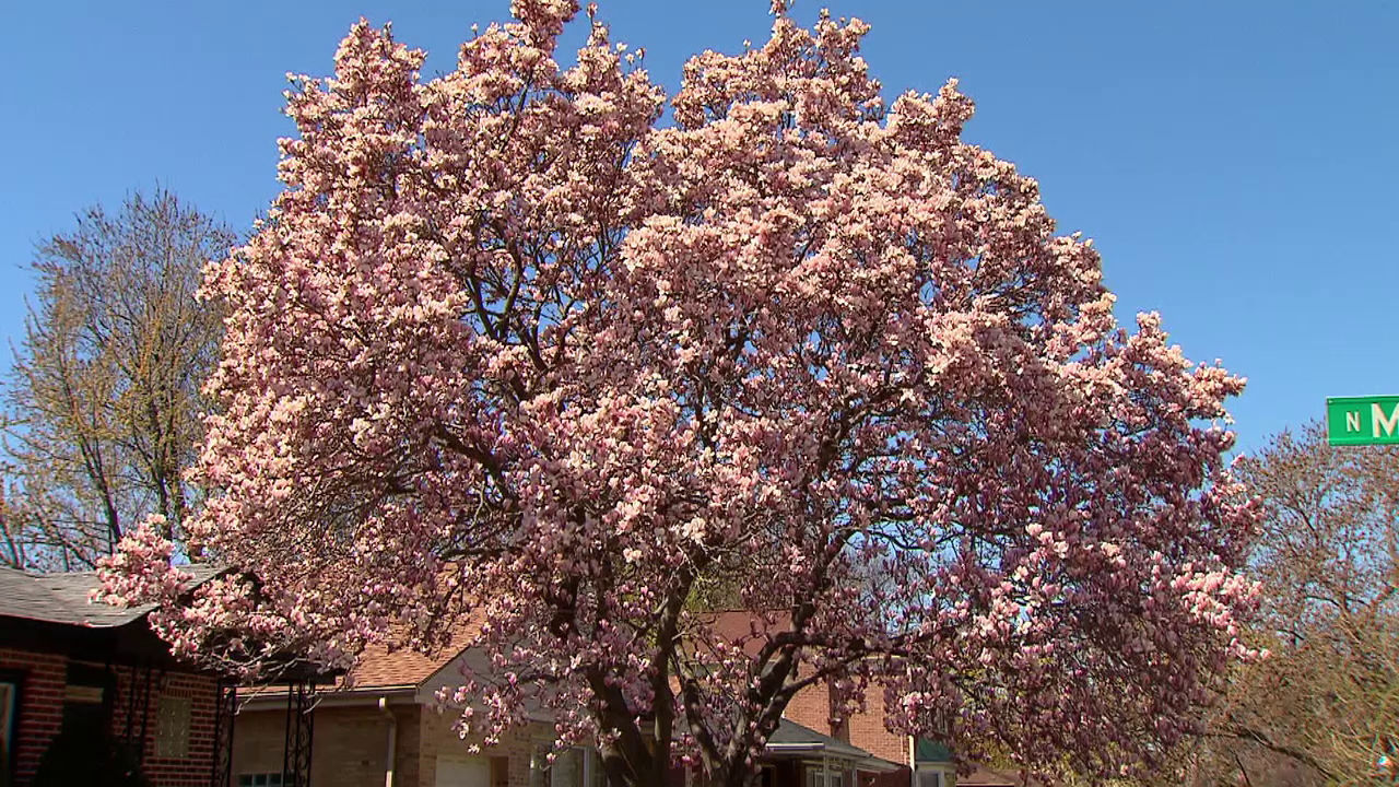 Video April 30, 2015 The State of Chicago Trees Watch Chicago