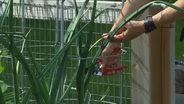 Web Extra: Jeanne Nolan- Garlic Scapes