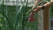 Web Extra: Jeanne Nolan- Garlic Scapes