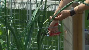 Web Extra: Jeanne Nolan- Garlic Scapes