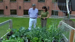 Planning Summer Crops