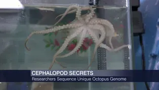 Octopus Genome Reveals Sea Creature