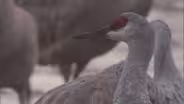 Web Extra: Sandhill Cranes