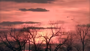 Web Extra:Sandhill Cranes at Sunset
