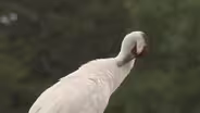 Web Extra: Whooping Cranes