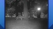 Chicago Wildlife Watch Wants Residents to