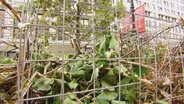 Web Extra: Chicago Architecture Biennial Leaf Lounge