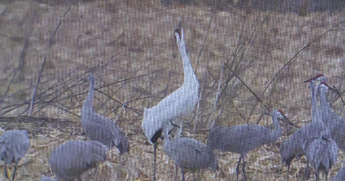 Side trip on way to viewing sandhill cranes: The whimsy of Gabis Arboretum  - Chicago Sun-Times