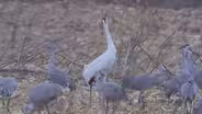 Sandhill, Whooping Cranes Spotted Outside Chicago