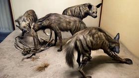 Video thumbnail: Chicago Tonight Field Museum to Unveil Hyena Diorama