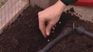 Web Extra: Jeanne Nolan and Phil Ponce Plant Sugar Snap Peas