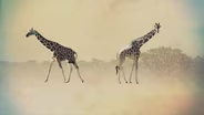 Web Extra clip from the film 'Giraffes:The Forgotten Giants'