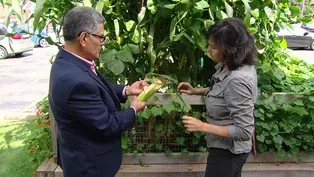 Harvesting the WTTW Organic Garden