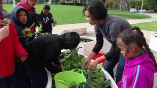 Learning Gardens at CPS Plant Seeds for Healthy Food Choices