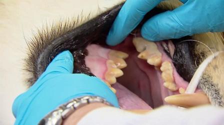 Video thumbnail: Chicago Tonight Behind the Scenes at Brookfield Zoo’s Animal Hospital