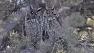 Web Extra: Long-Eared Owls