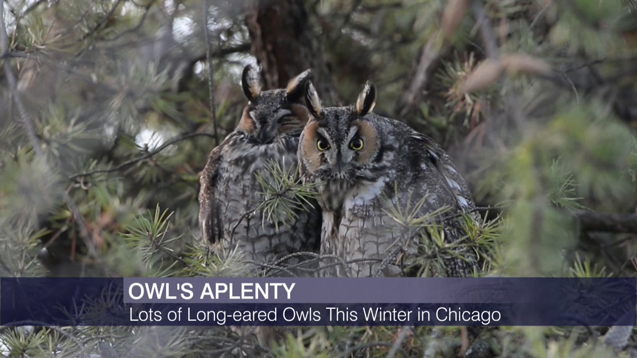 LongEared Owls ‘Invade’ Chicago Chicago Tonight PBS