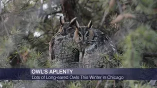 Long-Eared Owls ‘Invade’ Chicago