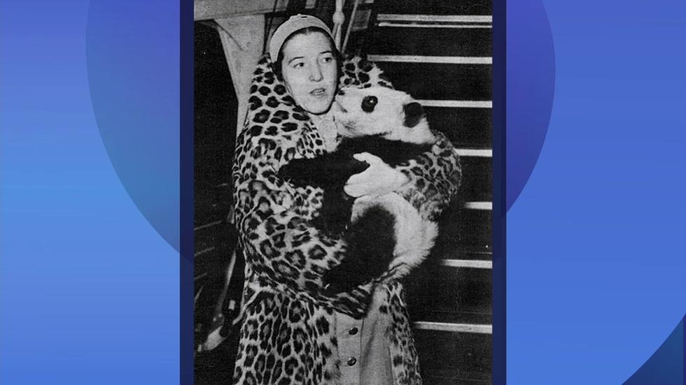 Ask Geoffrey: Was There a Panda at Lincoln Park Zoo? image