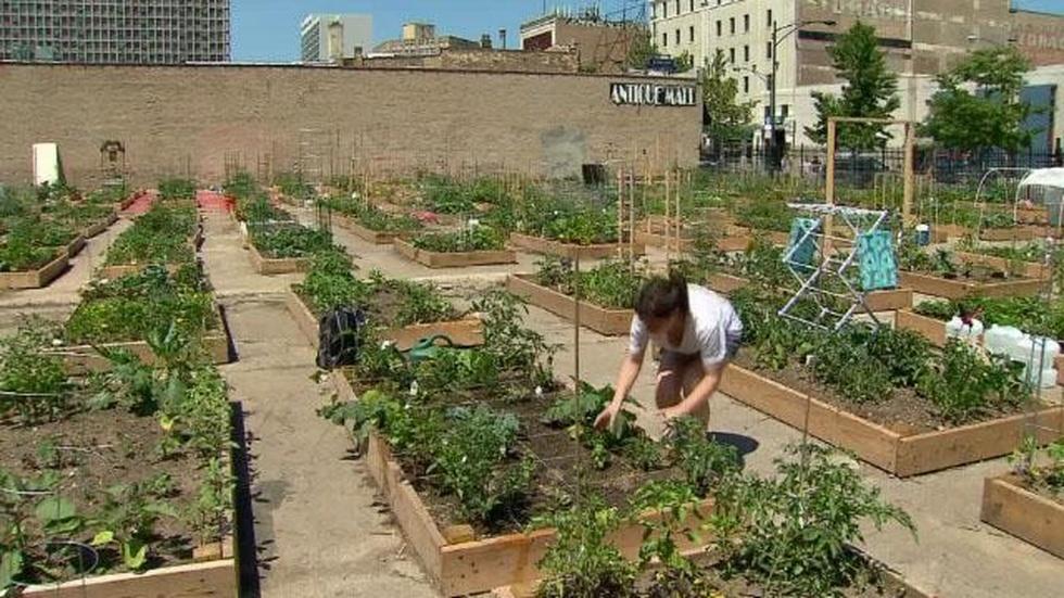 In Focus: Community Gardens image