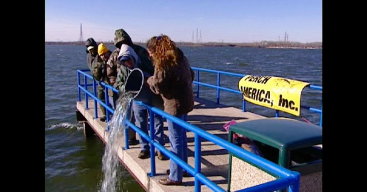 Wolf Lake Fish Stocking Season 2010 Jay's Chicago PBS