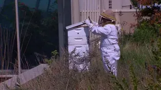 The Rise of Rooftop Bees
