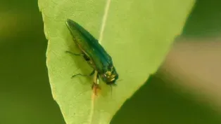 EAB