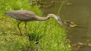 Great Blue Herons