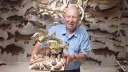 Passion for Fish