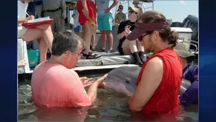 Leading Dolphin Researcher