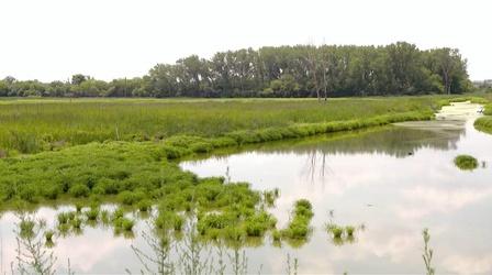 Video thumbnail: Urban Nature Chicago's Crossroads