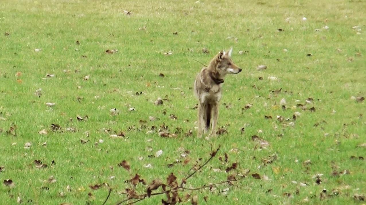 Coyote in meadow