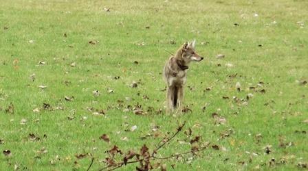 Video thumbnail: Urban Nature A Coyote Comeback