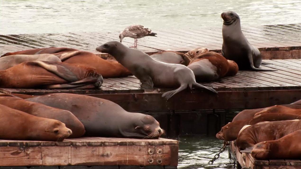 San Francisco's sea lions - Science Wanders