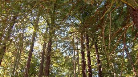 Video thumbnail: Urban Nature Oakland’s Redwood Forest