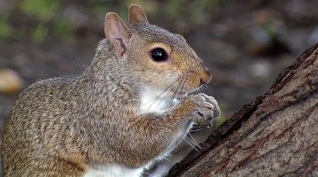 Video thumbnail: Urban Nature The Great Squirrel Mystery