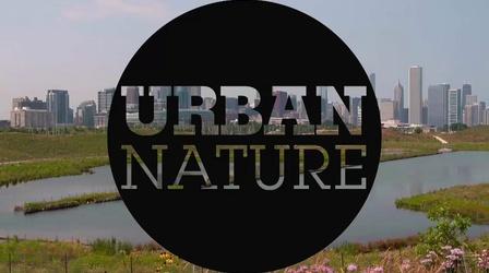 Video thumbnail: Urban Nature Urban Nature: Explore the Wild Side of Cities