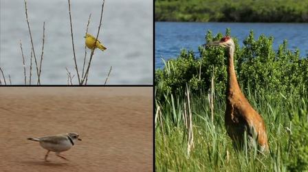 Video thumbnail: Great Lakes Now Great Lakes Now Connect: Migratory Birds