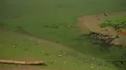 Great Lakes Now Update: Algal Blooms