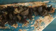 Great Lakes Now Update: Invasive Mussels