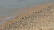 Great Lakes Now Update: Beaches