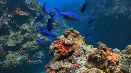 Video thumbnail: Great Lakes Now Great Lakes Now Connect: Fisheries