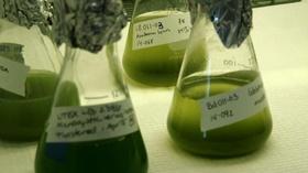 Video thumbnail: Energy & The Environment Algae Retrospective | Great Lakes Week 2015