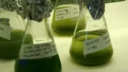Algae Retrospective 
