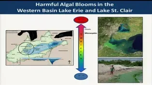 Tackling Algal Blooms in the Great Lakes | Great Lakes Forum